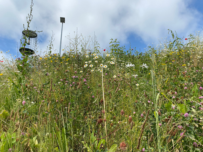 Image of wildflower meadow which is in our Broadstone depot
